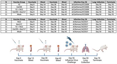 mRNA vaccines encoding computationally optimized hemagglutinin elicit protective antibodies against future antigenically drifted H1N1 and H3N2 influenza viruses isolated between 2018-2020